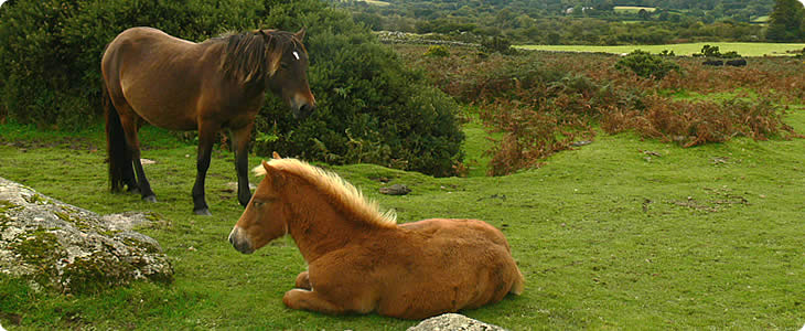 Devon Horses