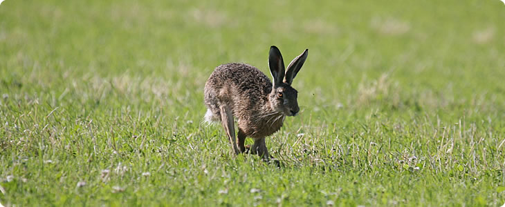 Wild Devon Rabbit