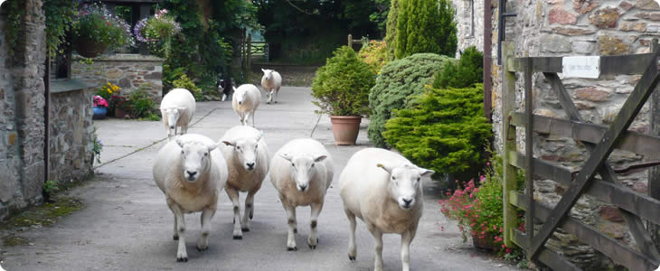 Devon Sheep