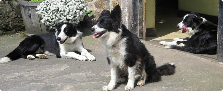 Devon Sheep Dogs