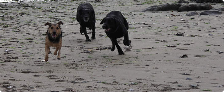 Dogs Are Welcome On A Devon Farm Holiday