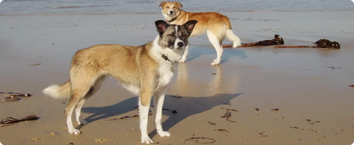 Dogs Are Welcome On A Devon Farm Holiday