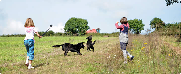 Dogs Are Welcome On A Devon Farm Holiday