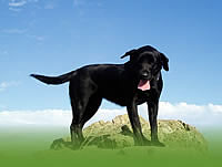 Dogs Welcome and Dog Friendly Devon Farm Holidays