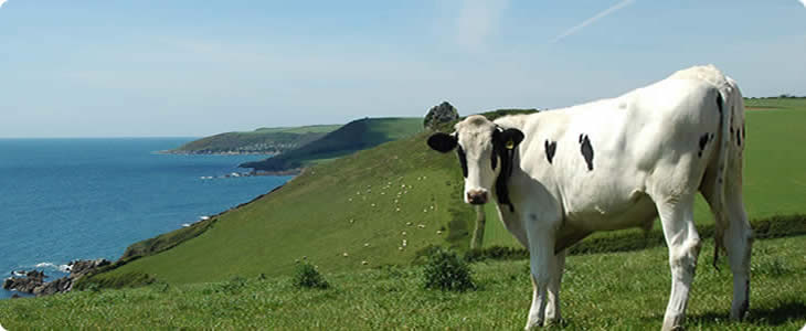 Devon Cow