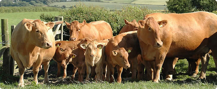 Devon Herd of Cows