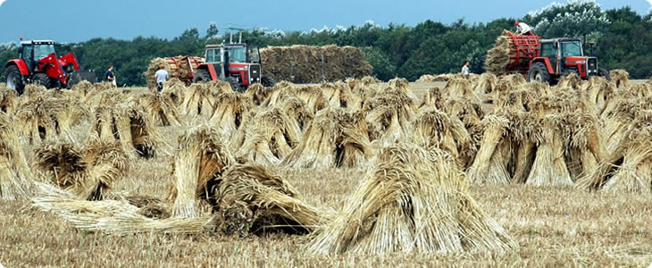 Harvest in Devon