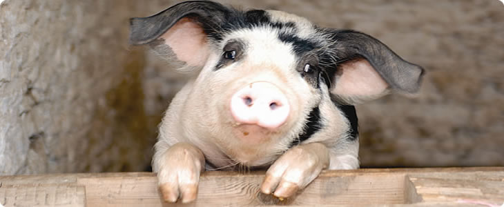 Cute Devon Pig