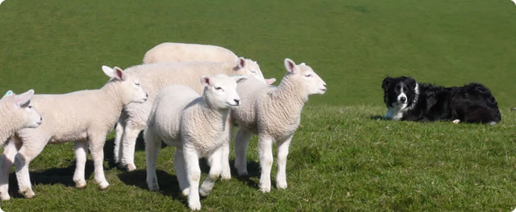 Devon Sheep With Dog