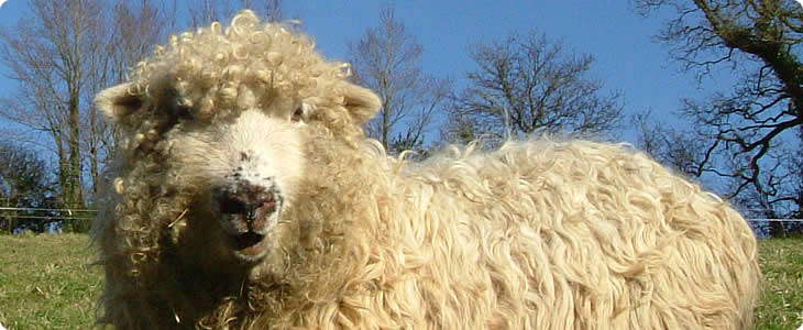 Devon Grey Face Sheep