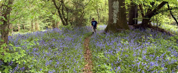 Devon Woodland Walk